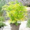 Sambucus nigra 