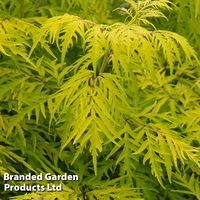 Sambucus racemosa 