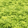 Sambucus racemosa 