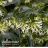 Sarcococca confusa