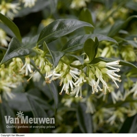 Sarcococca confusa