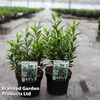Sarcococca hookeriana 