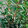 Sarcococca hookeriana var. digyna