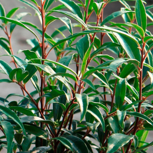 Sarcococca hookeriana var. digyna