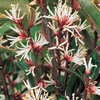 Sarcococca hookeriana var. humilis - 3 plants in 9cm pots