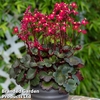 Saxifraga 