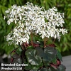 Saxifraga 
