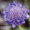 Scabiosa 