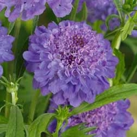Scabious 