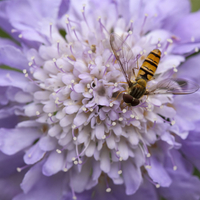 Scabious 
