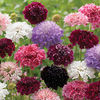 Scabious 
