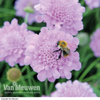 Scabious 