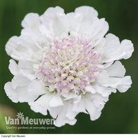 Scabious 