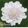 Scabious 
