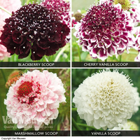 Scabious 