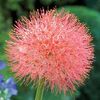Scadoxus multiflorus - 10 bulbs