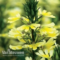 Scaevola 