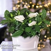 Scented Gardenia 