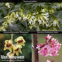 Scented Winter Shrub Collection