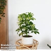 Schefflera arboricola 