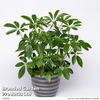 Schefflera arboricola