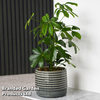 Schefflera arboricola 