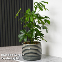 Schefflera arboricola 