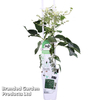 Schizophragma hydrangeoides 