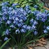 Scilla mischtschenkoana 