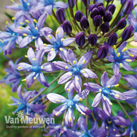 Scilla peruviana