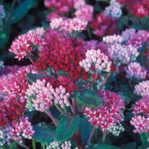 Sedum Abbey Dore - 3 bare roots