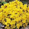 Sedum acre - 3 plants in 5cm pots