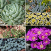 Sedum and Succulent Collection