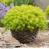 Sedum 