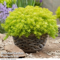 Sedum 