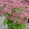 Sedum 