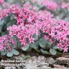 Sedum 
