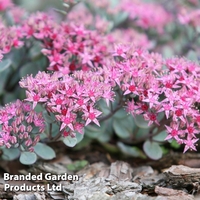 Sedum 