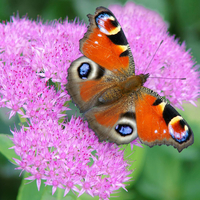 Sedum 