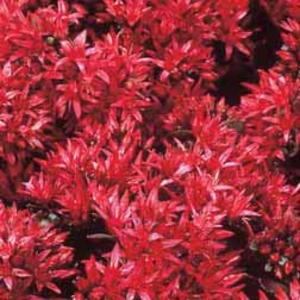 Sedum kamtschaticum - 3 plants in 5cm pots