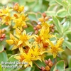 Sedum kamtschaticum var. floriferum 