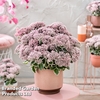 Sedum 