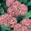 Sedum 