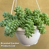 Sedum morganianum 