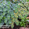 Sedum sieboldii 