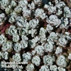 Sedum spathulifolium 