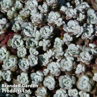 Sedum spathulifolium 