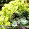 Sedum spathulifolium 
