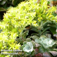 Sedum spathulifolium 