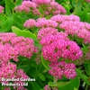 Sedum spectabile 